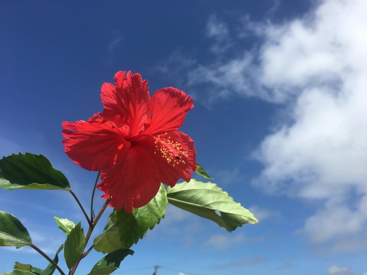 Minnkayado Intoparitosura Miyakojima  Exteriör bild